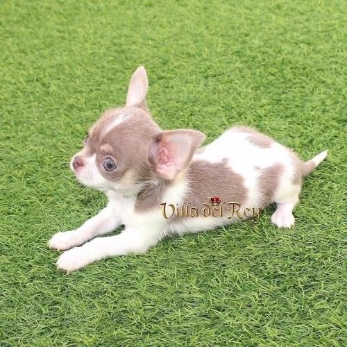 chihuahua texas