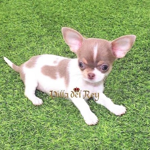 chihuahua toy