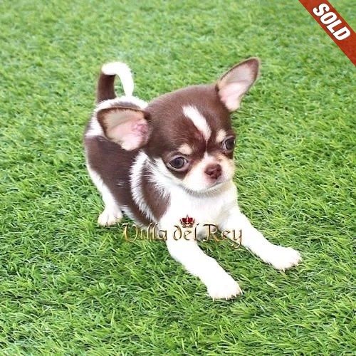 chihuahua apple head puppies for sale