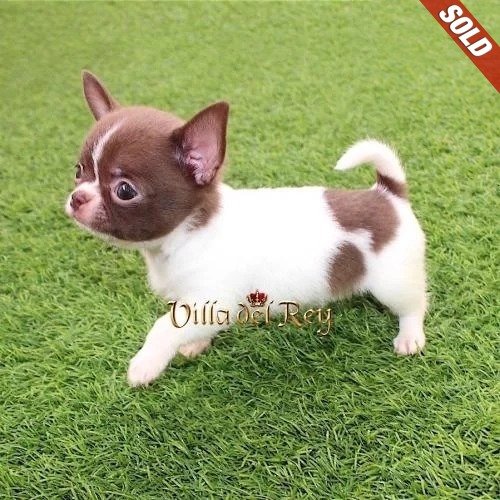 chihuahua white chocolate