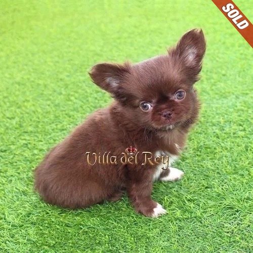 chihuahua puppy for sale in usa