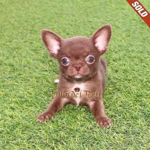 chihuahua chocolate